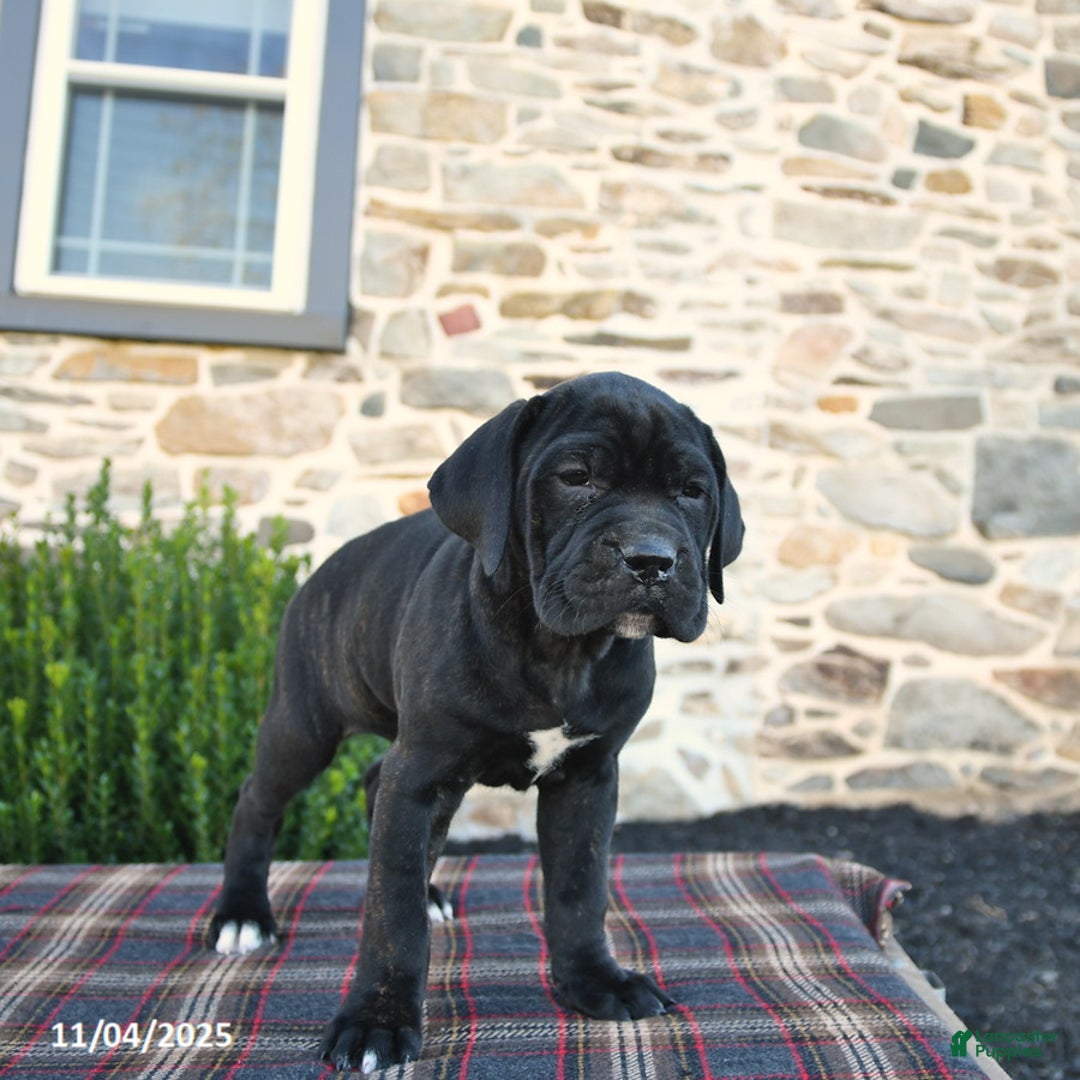 Cane Corso dogs for sale: Molly Cropped Ears - Ad 10
