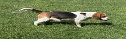 Beagle dogs for sale: Ranger - Ad 4