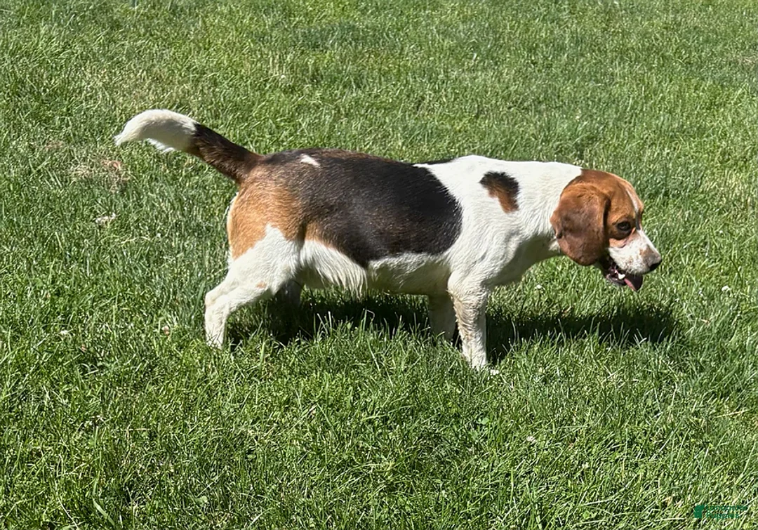 Beagle dogs for sale: Ranger - Ad 4
