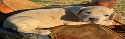 Great Dane dogs for sale: Liv - Ad 2
