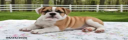Mixed Breed dogs for sale: Summer - Ad 4