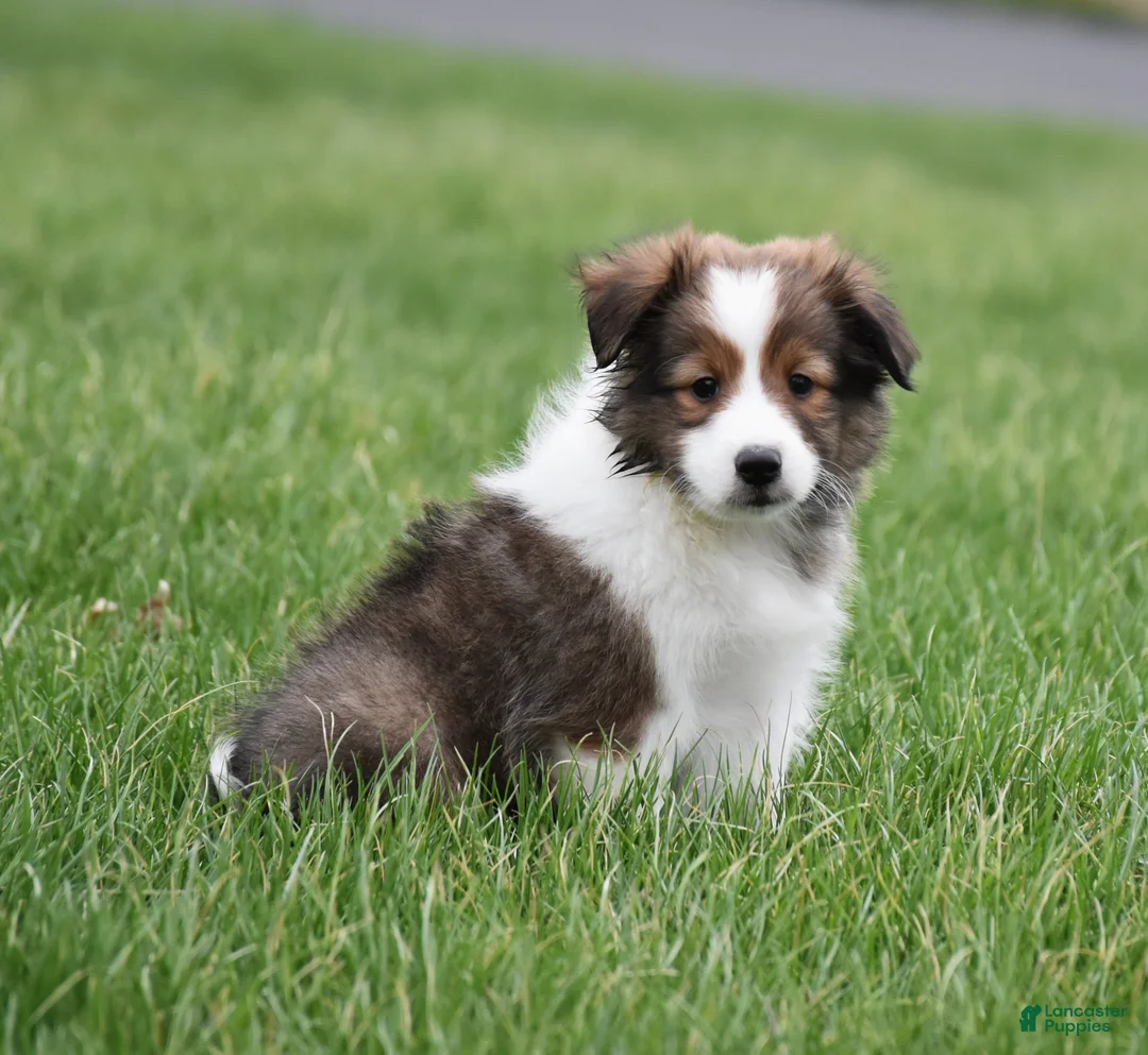Shetland Sheepdog dogs for sale: Bruno - Ad 2
