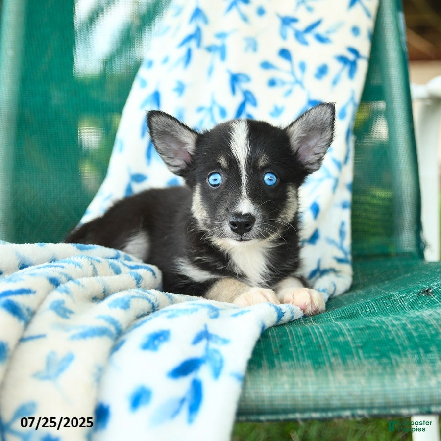 Pomsky dogs Montgomery - Ad 25