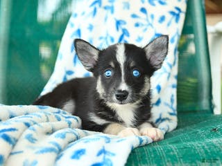 Pomsky dogs Montgomery - Ad 42