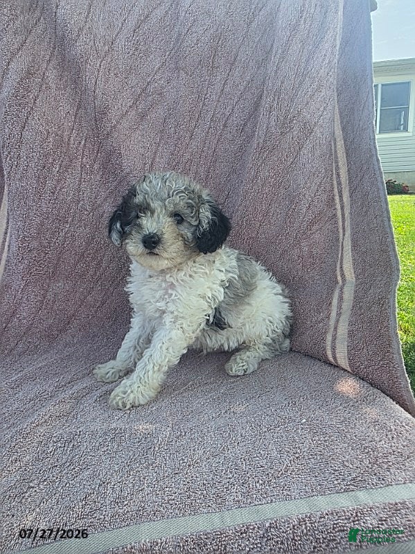 Toy Poodle dogs Patches - Ad 2