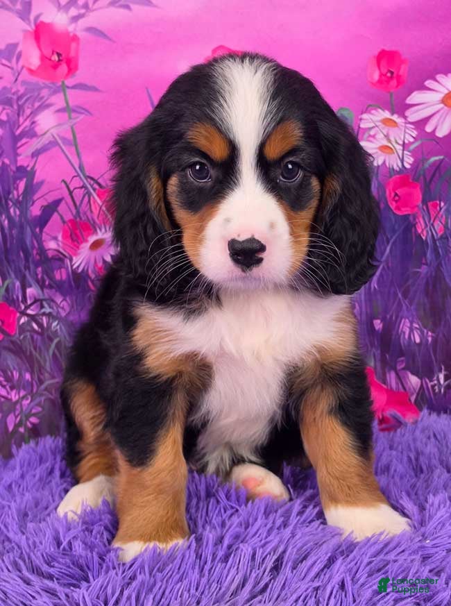 Miniature Bernese Mountain Dog dogs Nadine - Ad 9