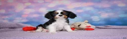 Cavalier King Charles Spaniel dogs for sale: Ricky Genetic Clear - Ad 3