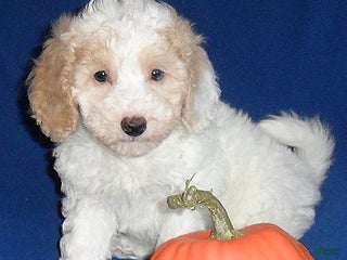 Miniature Poodle dogs Patches - Ad 15