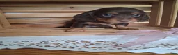Dachshund dogs for sale: Meeka - Ad 2