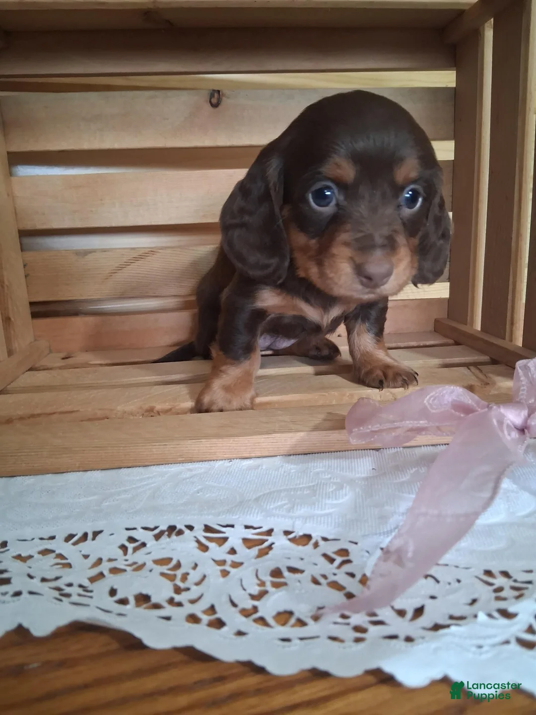 Dachshund dogs for sale: Meeka - Ad 2