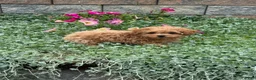 Toy Poodle dogs for sale: Preston - Ad 5