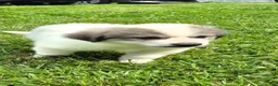 Great Pyrenees dogs for sale: Great Pyrenees 1 - Ad 7