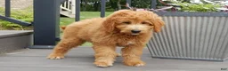 Mini Goldendoodle dogs for sale: Kenny - Ad 5