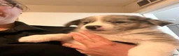 Mixed Breed dogs for sale: Blue - Ad 4