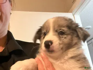 Mixed Breed dogs Blue - Ad 35