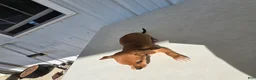 Chihuahua dogs for sale: Brutis - Ad 10