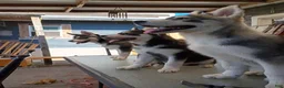 Siberian Husky dogs for sale: Paw paw - Ad 9