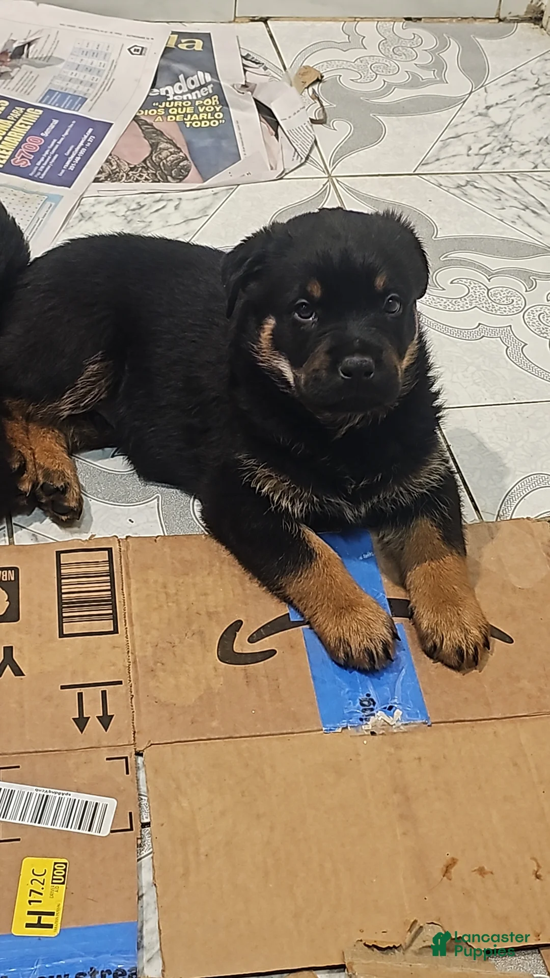 Rottweiler dogs for sale: Rottweiler Puppy 1 - Ad 1