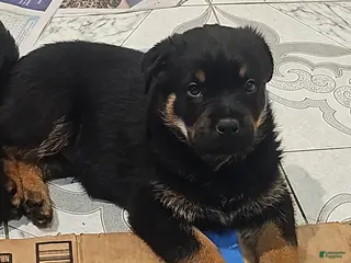 Rottweiler dogs Rottweiler Puppy 1 - Ad 16