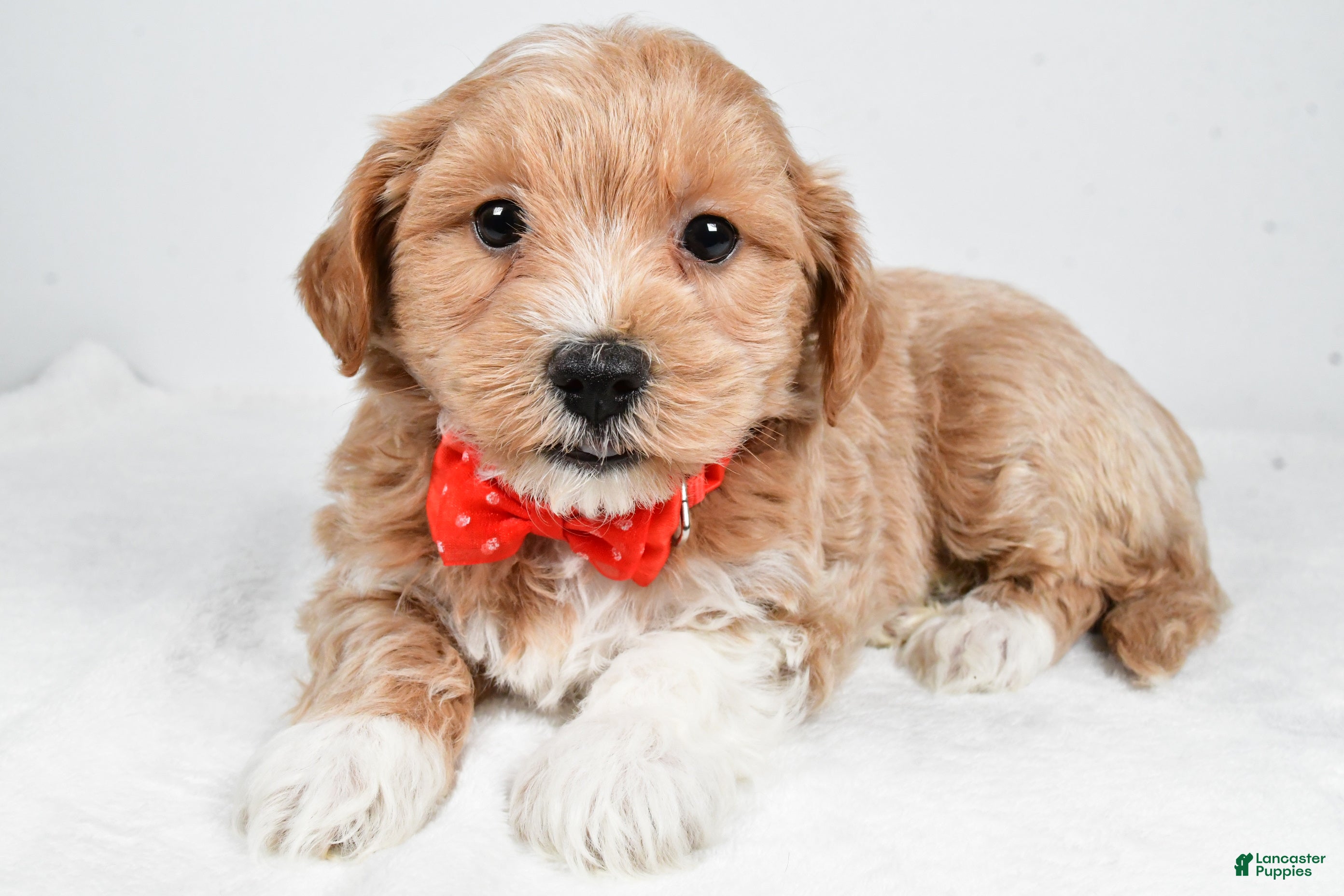 Maltipoo dogs Jake - Ad 12