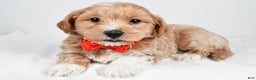 Maltipoo dogs for sale: Jake - Ad 1