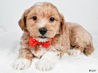 Maltipoo dogs Jake - Ad 10