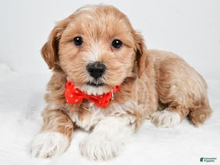 Maltipoo dogs Jake - Ad 35