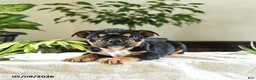 English Bulldog dogs for sale: Kennedy - Ad 3