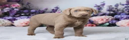 Labrador Retriever dogs for sale: Doc - Ad 3