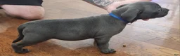 American Bully dogs for sale: Blue w/ white chest patch Female - Ad 5