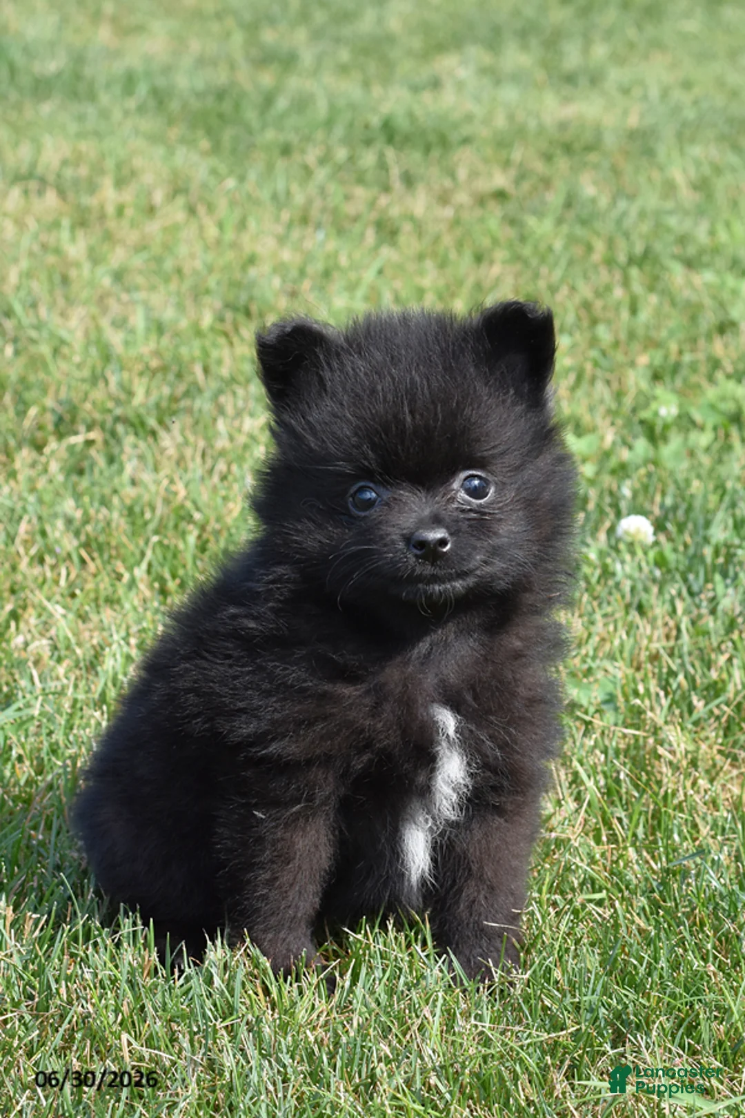 Pomeranian dogs for sale: Theo - Ad 1