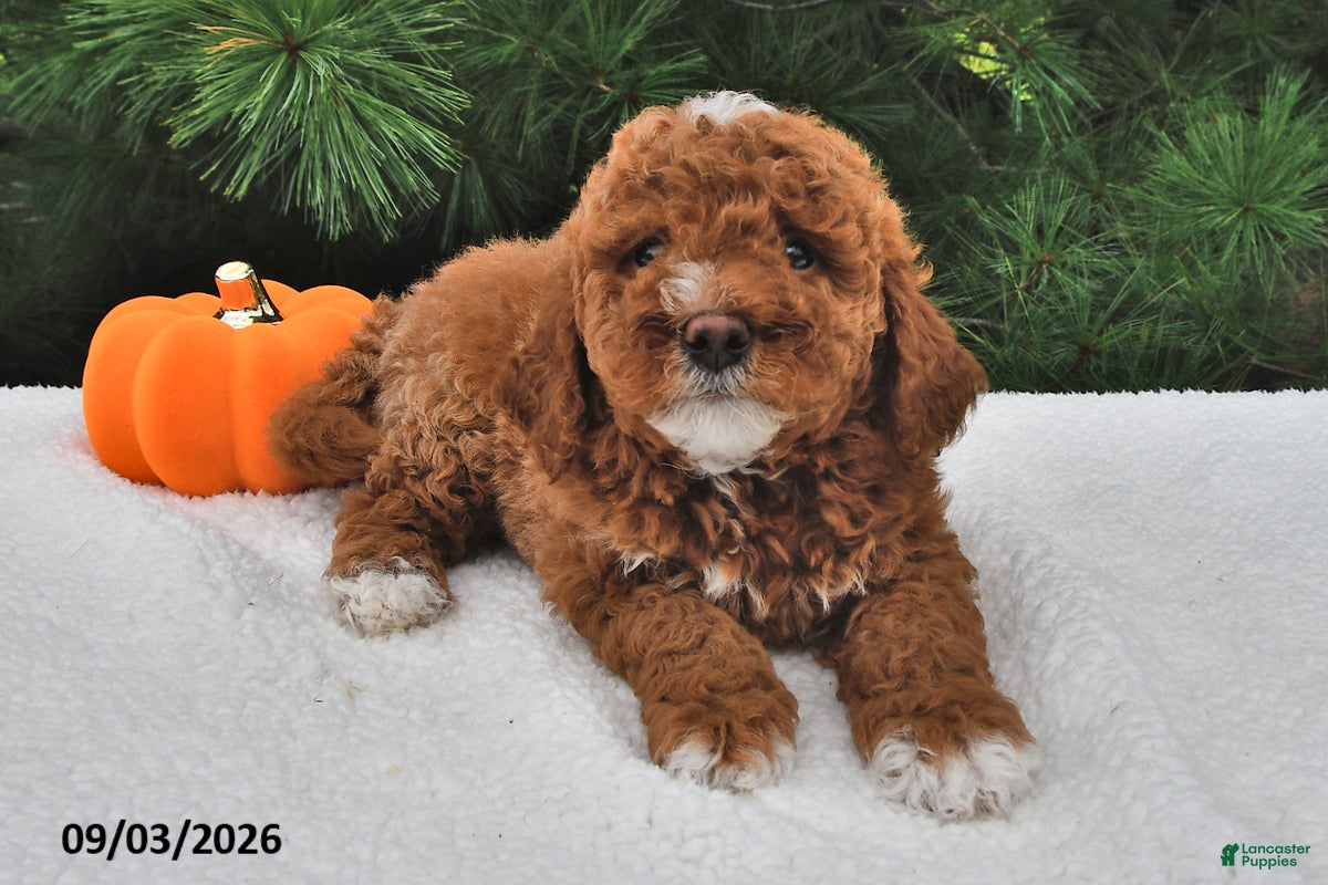 Mini Goldendoodle dogs Louie - Ad 2