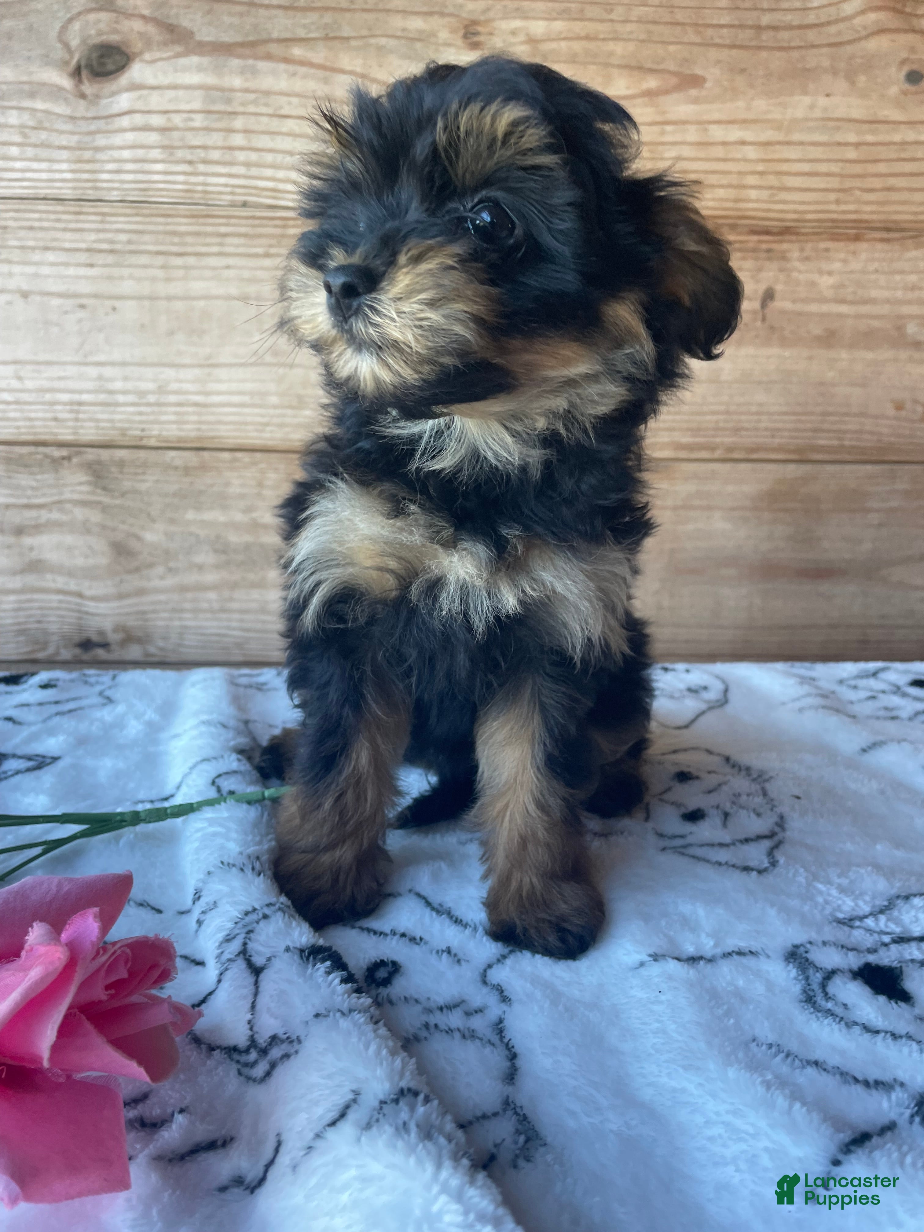 Pomapoo dogs Snuggles - Ad 15