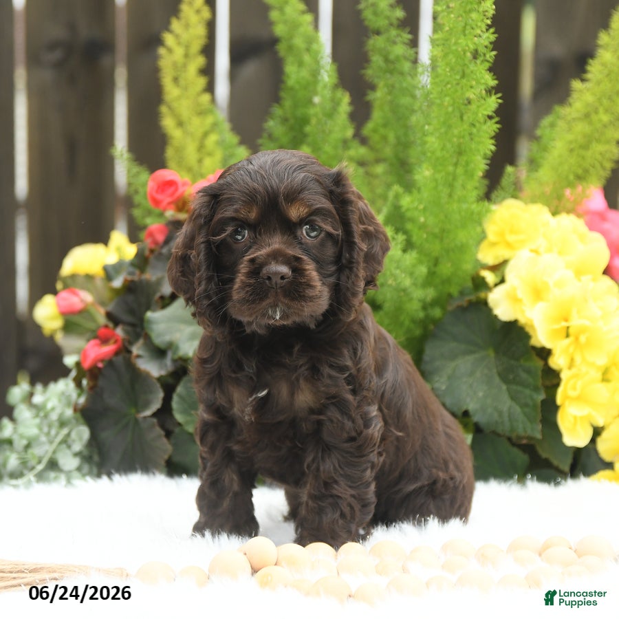 English Cocker Spaniel dogs Summer - Ad 1