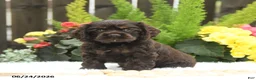 English Cocker Spaniel dogs for sale: Summer - Ad 1