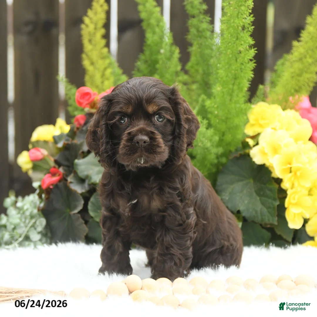 English Cocker Spaniel dogs for sale: Summer - Ad 1