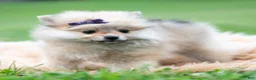 Pomeranian dogs for sale: Amelia - Ad 4