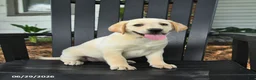 Labrador Retriever dogs for sale: Sparkle - Ad 5