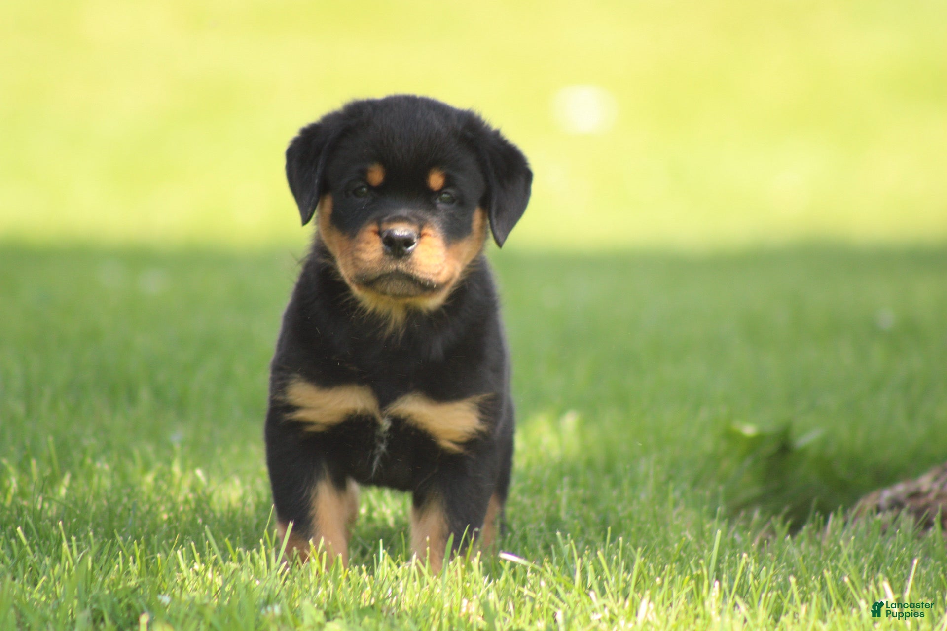 Rottweiler dogs Davis - Ad 9