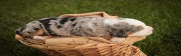 Mini Bernedoodle dogs for sale: Mingo Mini Bernedoodle  - Ad 6
