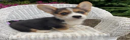 Welsh Corgi Pembroke dogs for sale: Jimmy - Ad 2