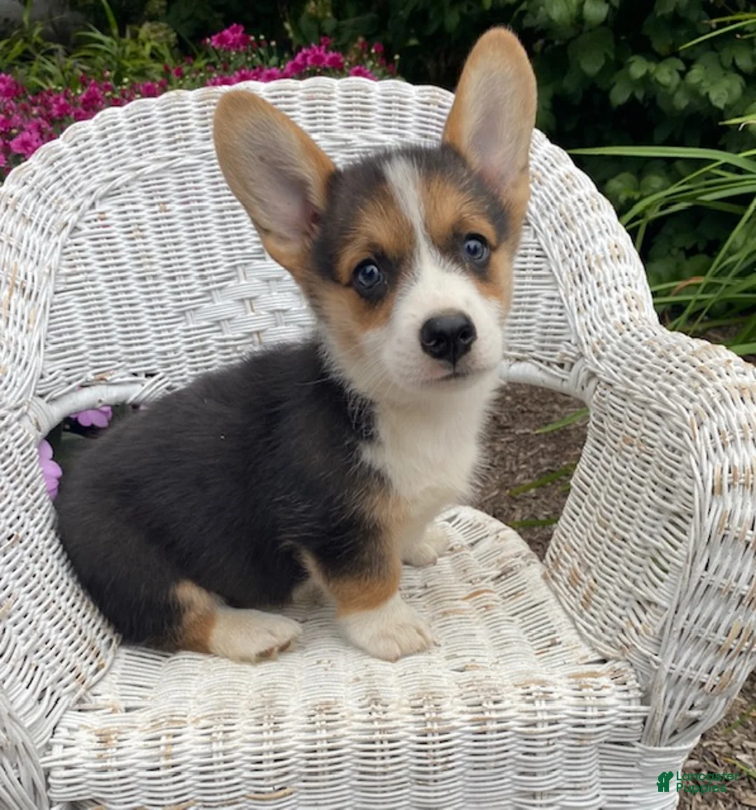 Welsh Corgi Pembroke dogs for sale: Jimmy - Ad 2