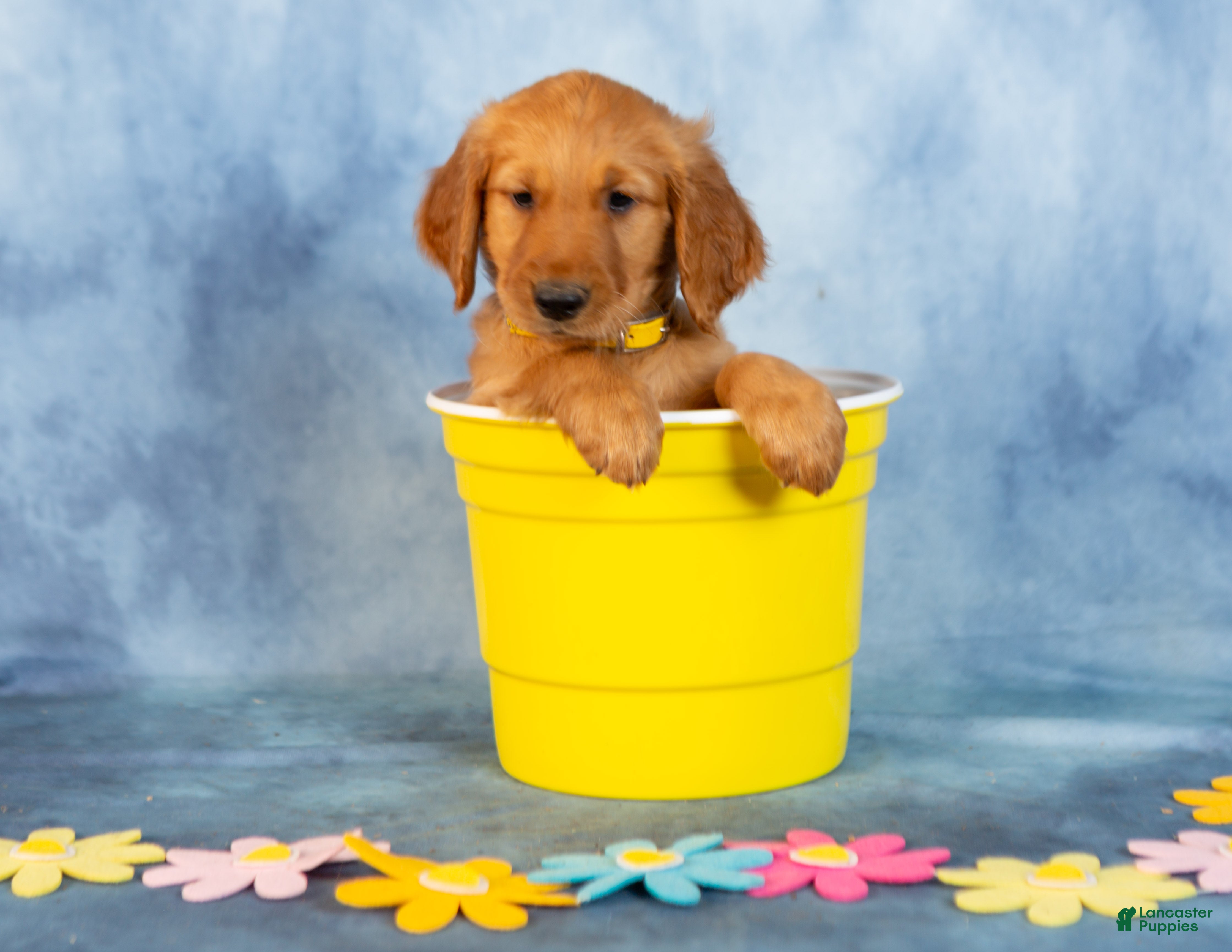 Golden Retriever dogs Vanilla - Ad 1