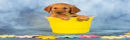 Golden Retriever dogs for sale: Vanilla - Ad 1