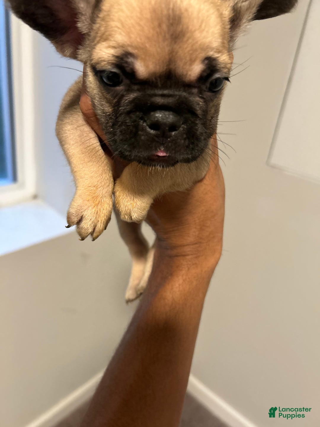 French Bulldog dogs for sale: Lola - Ad 6