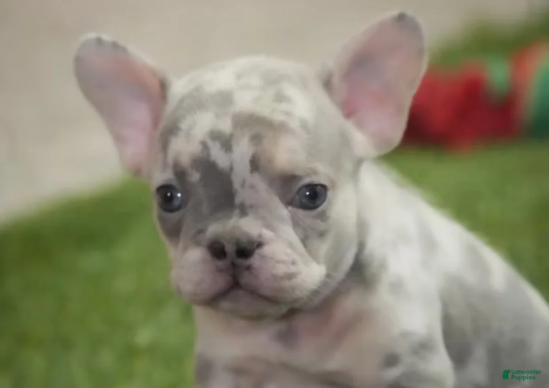 French Bulldog dogs for sale: Cory - Ad 3