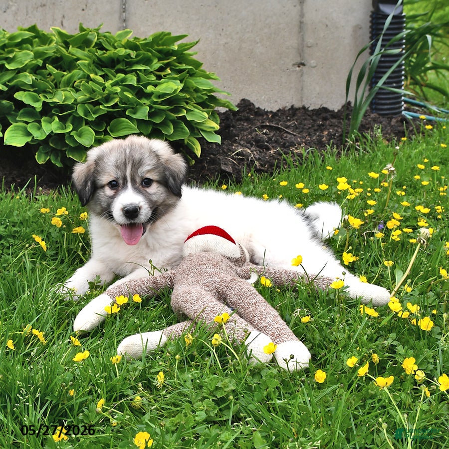 Mixed Breed dogs Thane - Ad 2