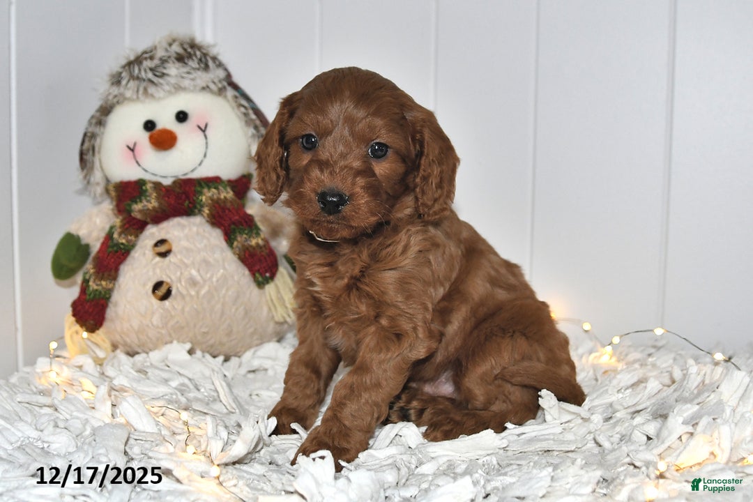 Cavapoo dogs for sale: Coco - Ad 1
