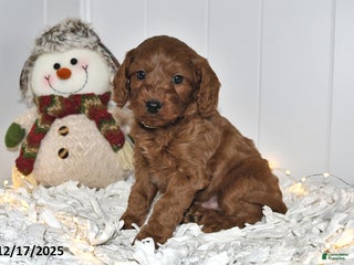 Cavapoo dogs Coco - Ad 17