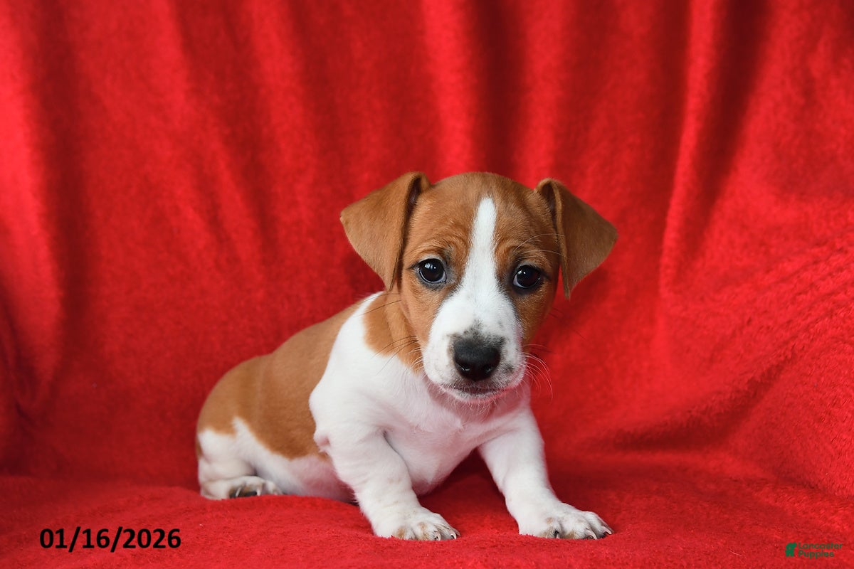 Jack Russell Terrier dogs Rolex - Ad 12